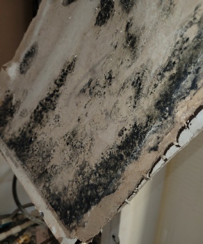 Mold Inspector Boca Raton